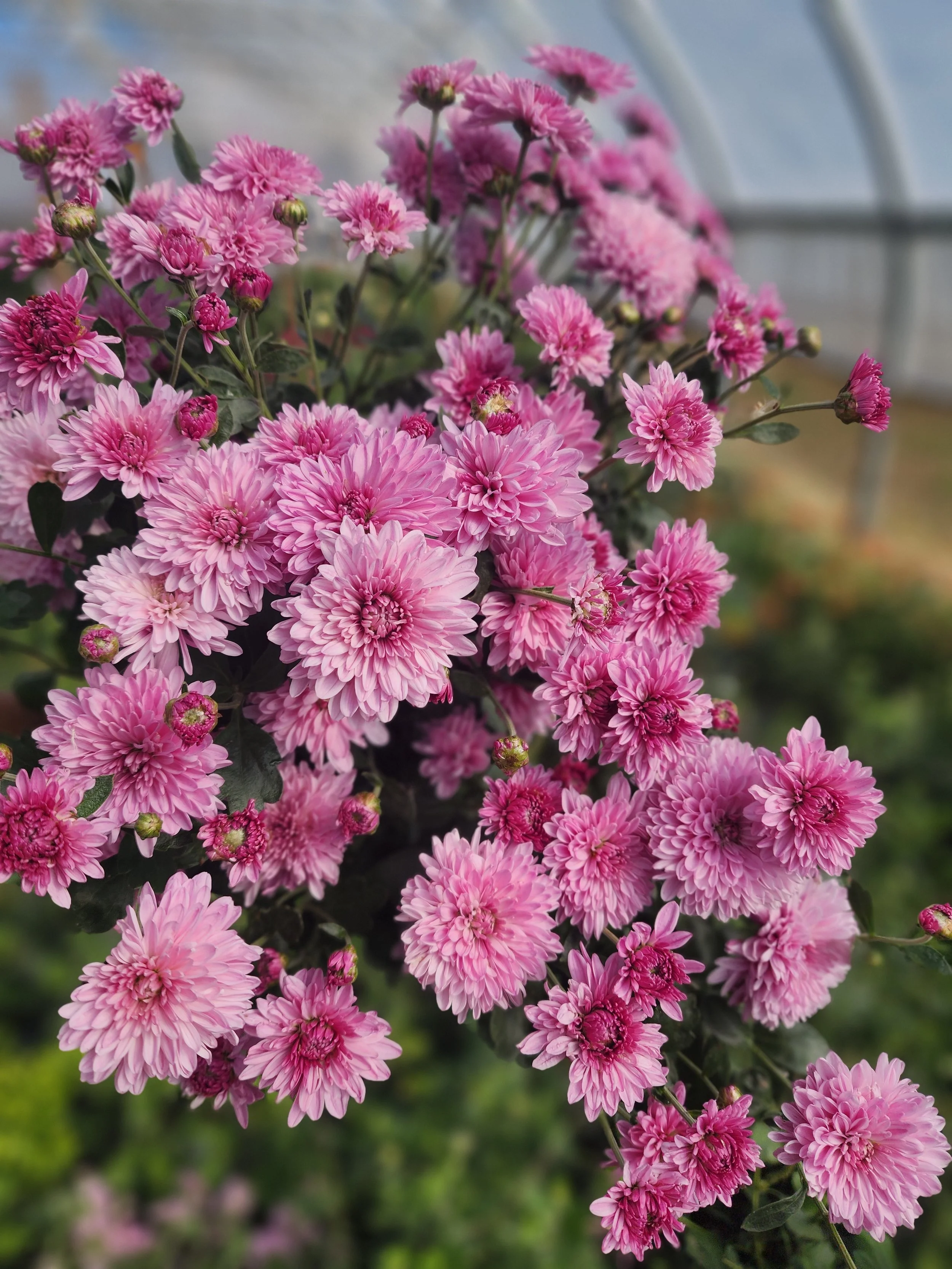 Mocha Heirloom Chrysanthemum Rooted Cutting — Goose Creek Gardens